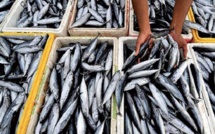 ​Exportations de poisson : Le Maroc, deuxième meilleur fournisseur de la Russie en 2024