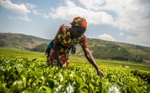 ​Agriculture nourricière en Afrique subsaharienne : Désormais, des consommateurs préfèrent les marques alimentaires locales