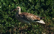 Une étude confirme la disparition du Courlis à bec grêle, un oiseau migrateur observé pour la dernière fois au Maroc