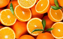 Nouveau record pour les exportations marocaines d’oranges à jus : un bond vers l’Europe