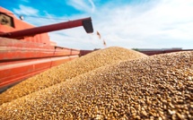 ​La Russie a triplé ses exportations de produits agricoles vers le Maroc en 2024 soit un total de 280 millions de dollars